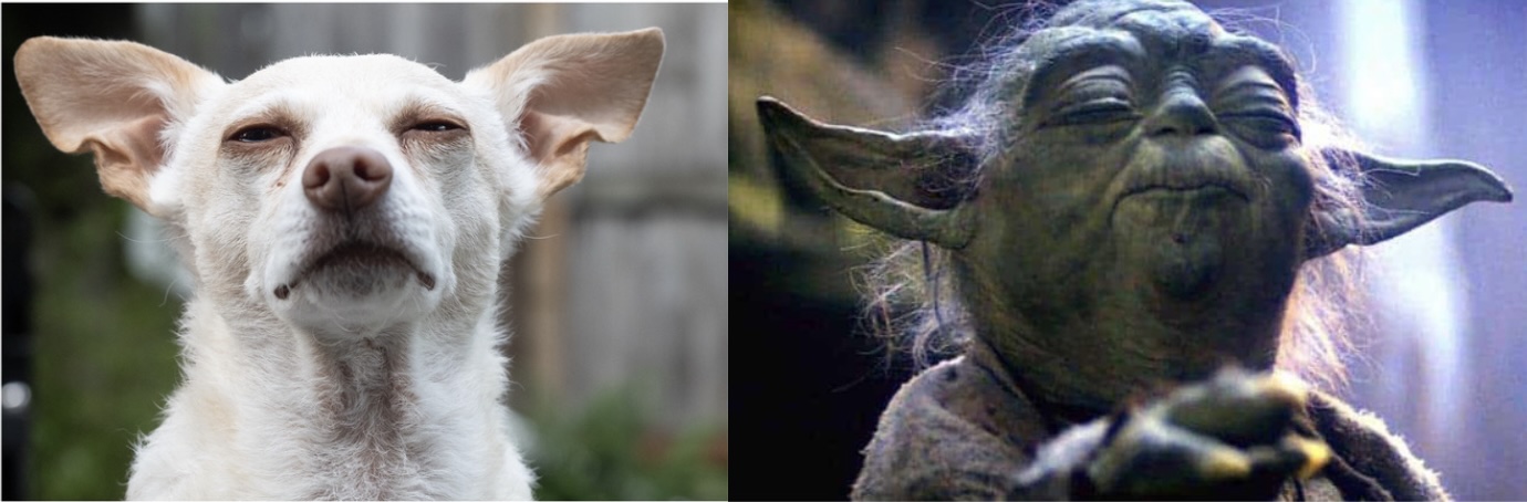 Small my body is, but ancient the wolf within me remains