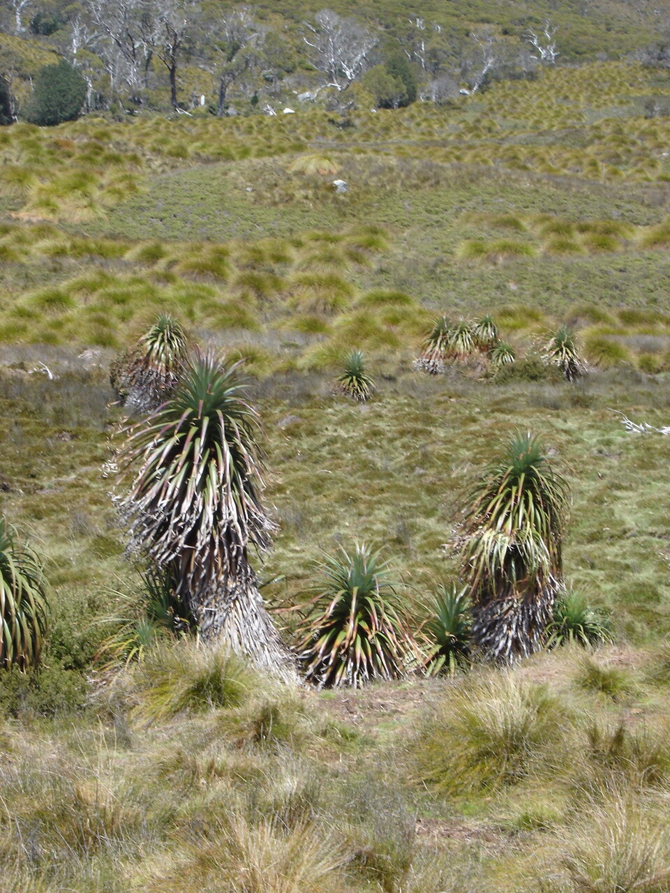 What the Pot Remembers: Wildcrafting, Memory, and the Edible Landscape
