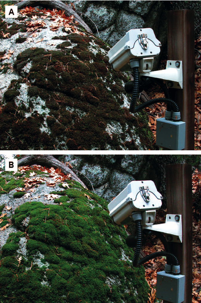 The world famous Moss Cam 🤣