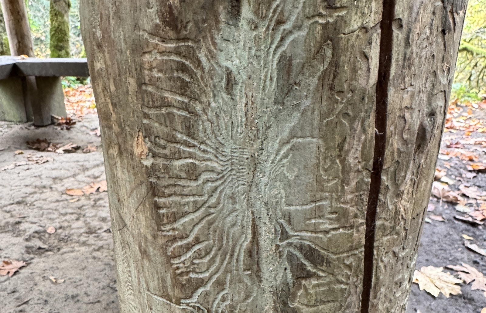 Bark beetle web