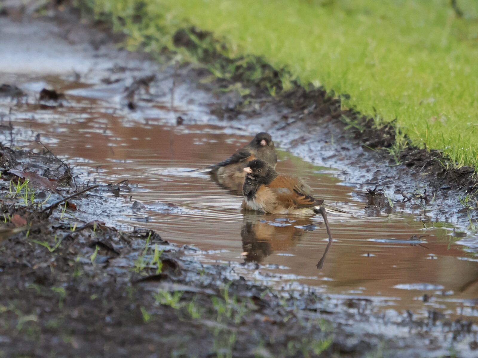 “The BirdWeather mesh reported a z-score of -0.66. The juncos reported a puddle.”