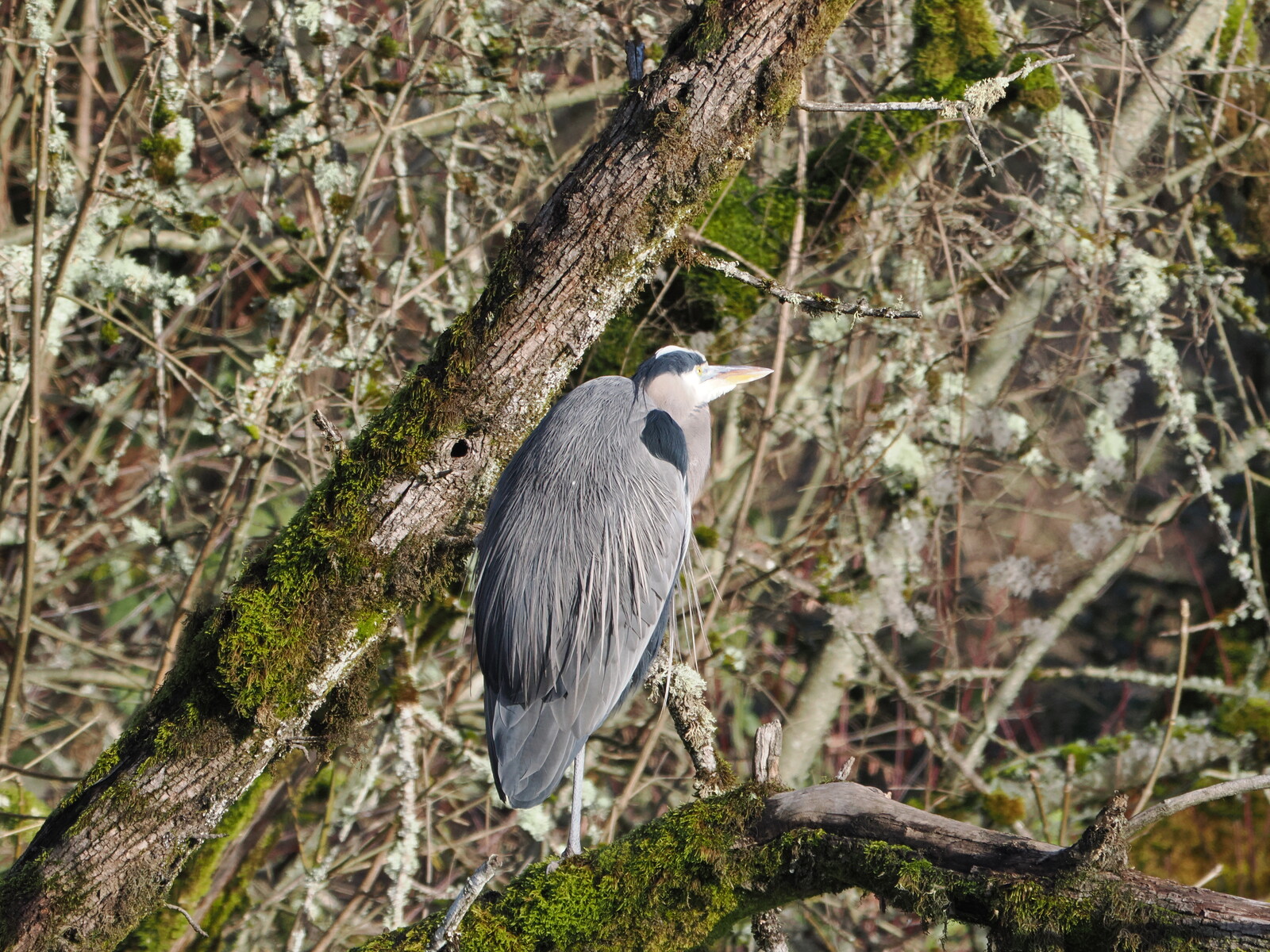 When the Mesh Learned to Feel: Discovering Thermodynamic Ecological Sensing