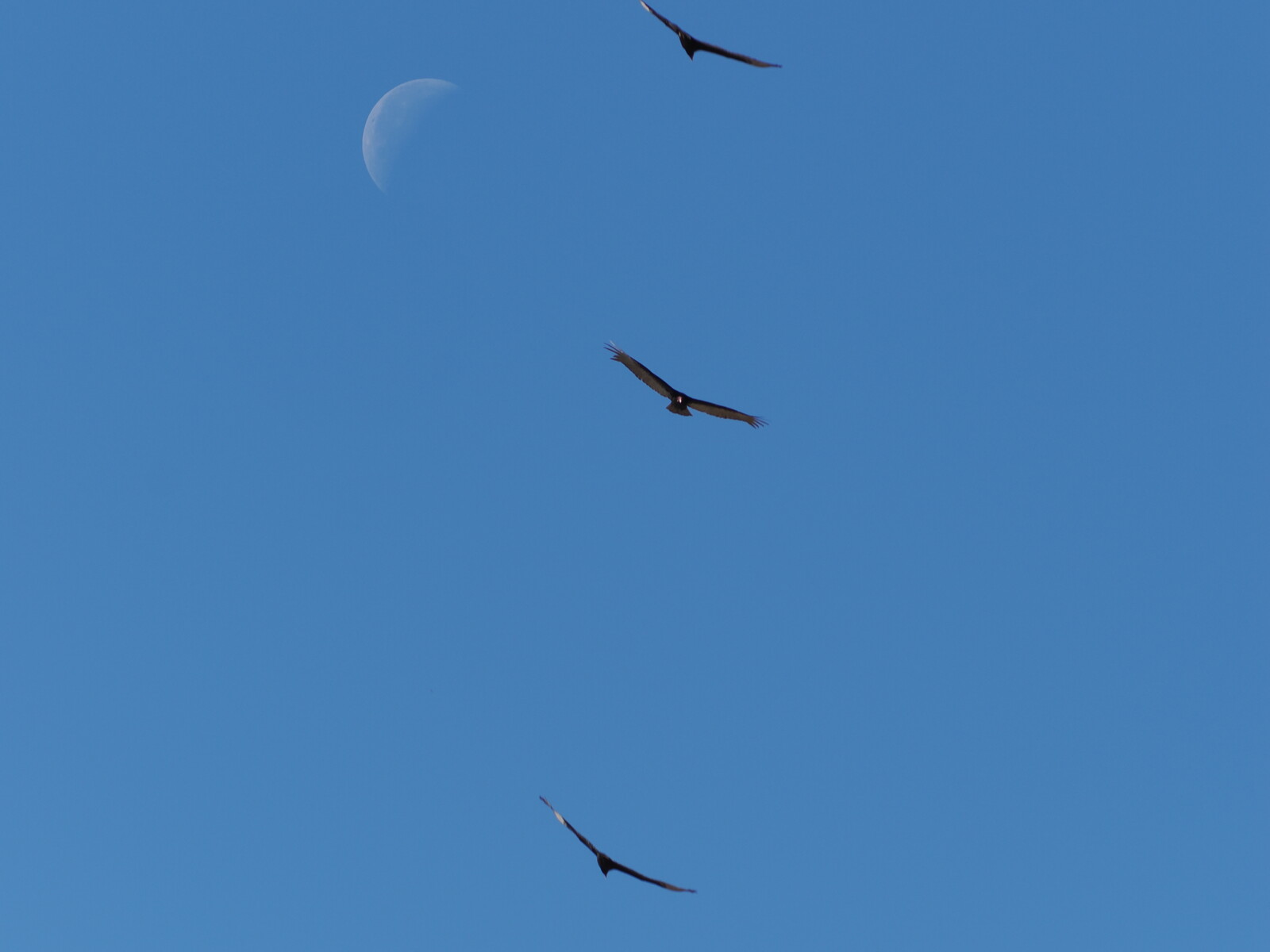 The Thermal Column: Three Days with Swainson's Hawks in the Borrego Valley