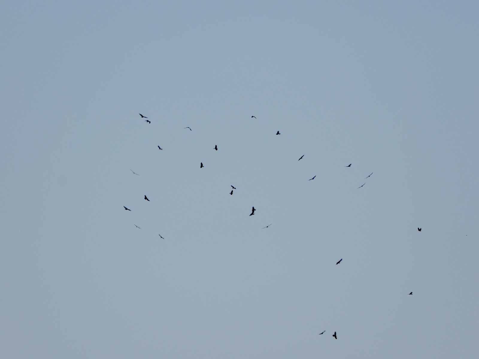 A kettle of Swainson's Hawks rises on a thermal column over the Borrego Valley, March 18, 2026. The morning's migration window lasted thirty-one minutes. Photo by Michael Hamilton