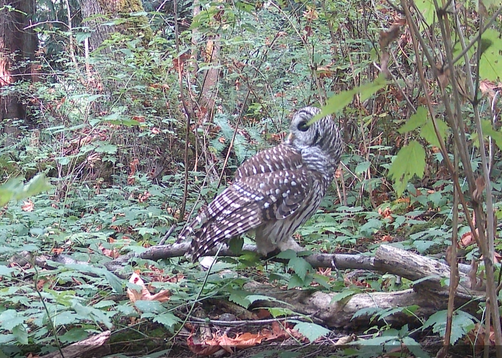A Barred Owl at Owl Farm, caught by Merry's trail cam. From her land, through her sensors, across three hundred miles.