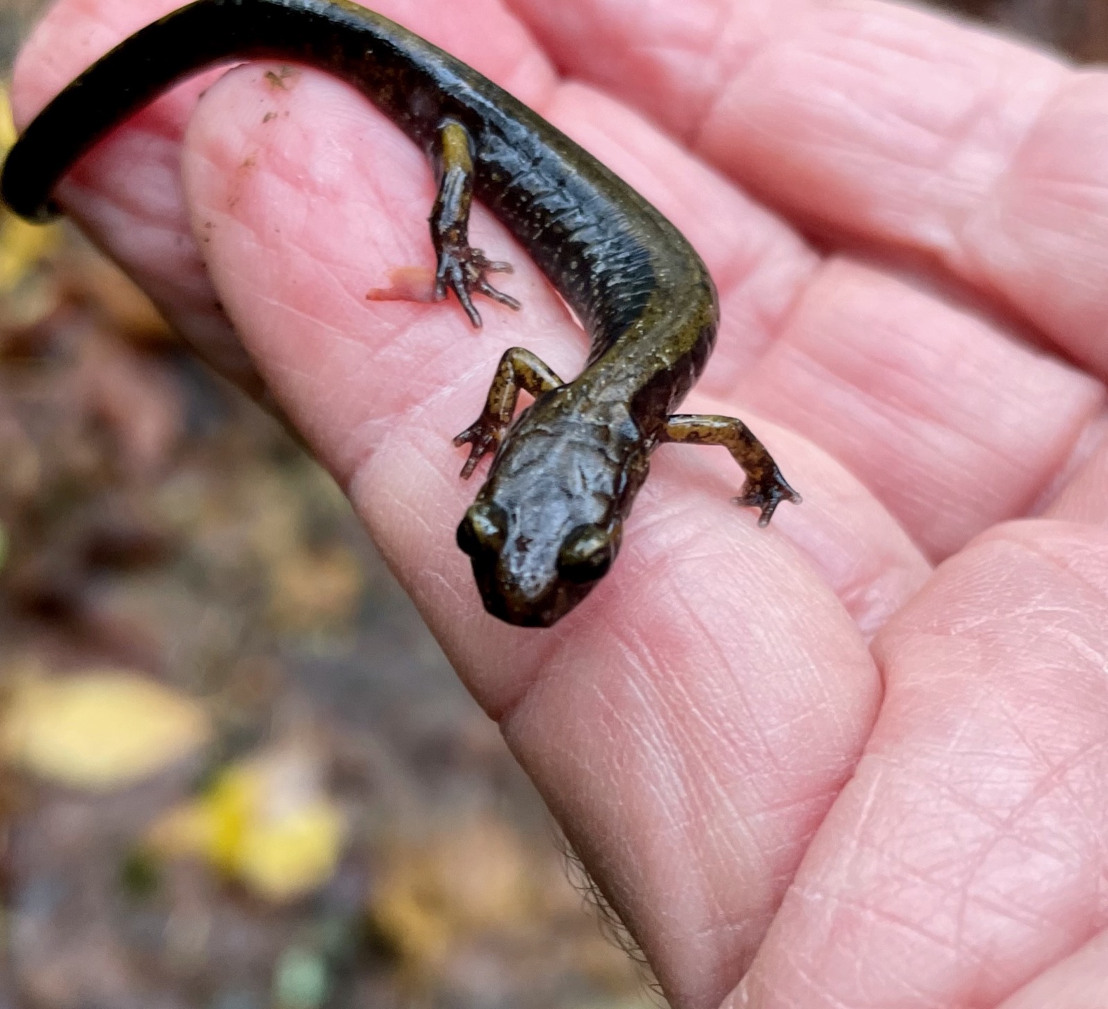 Strata, Chapter One: The Recognition